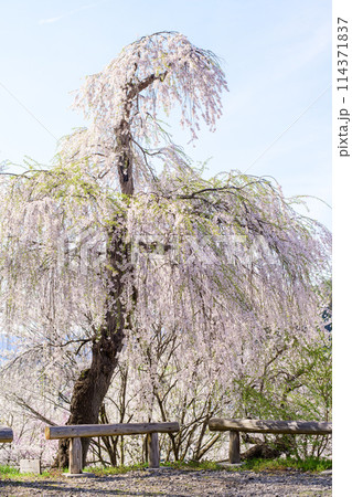 烏帽子山公園　見返り桜　山形県　　 114371837