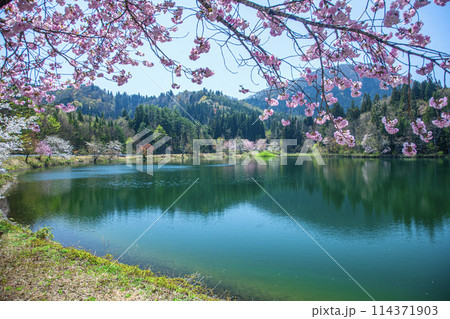 春の県民の森 春の県民の森 114371903