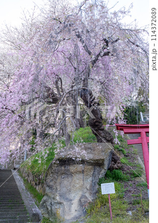 夕刻の烏帽子山公園散策路　山形県　　 114372089