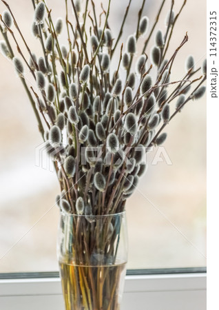 Bouquet of willow branches in a vase on the windowsill. Close-up 114372315