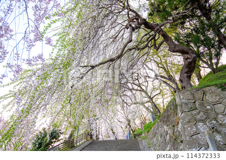 夕刻の烏帽子山公園 「寺坂紅しだれ」 山形県 夕刻の烏帽子山公園 「寺坂紅しだれ」 山形県 114372333