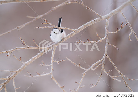 木の枝にとまってあたりの様子を伺っているシマエナガ 114372625