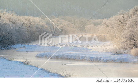 音羽橋から望むタンチョウの塒の風景 114372636