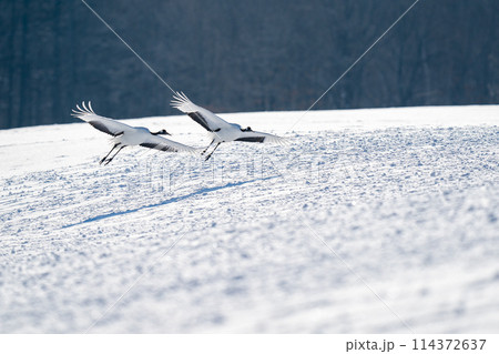 雪原に飛翔してきたタンチョウ 114372637