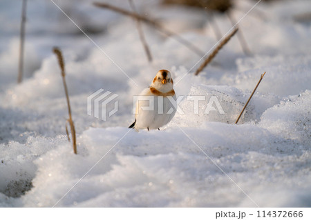 雪の積もった浜辺で餌を探しているユキホオジロ 雪の積もった浜辺で餌を探しているユキホオジロ 114372666