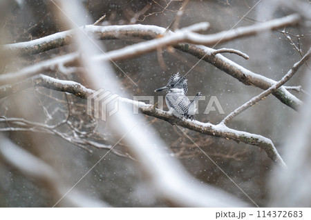 小雪が降る中で木の枝にとまってひと休みしているヤマセミ 小雪が降る中で木の枝にとまってひと休みしているヤマセミ 114372683