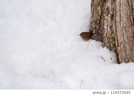 木の根元であたりの様子を伺っているミソサザイ 木の根元であたりの様子を伺っているミソサザイ 114372695