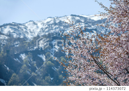 桜と残雪の山 114373072