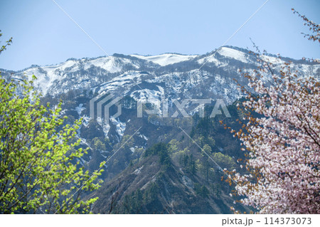 桜と残雪の山 桜と残雪の山 114373073