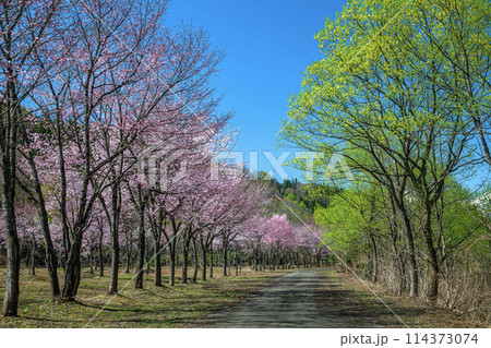 桜と柳 桜と柳 114373074