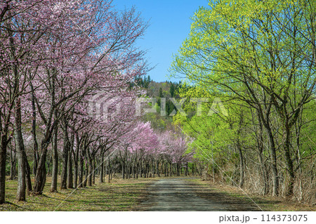 桜と柳 桜と柳 114373075