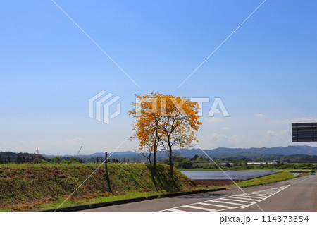 農道沿い イペの木 黄色い花 農道沿い イペの木 黄色い花 114373354