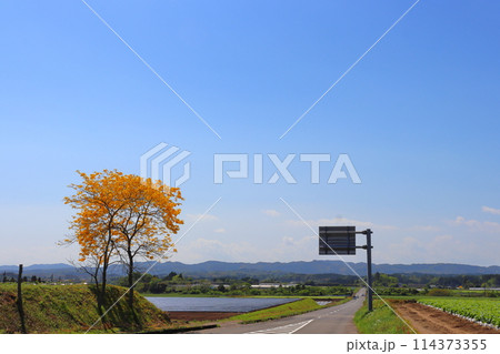 農道沿い　イペの木　黄色い花 114373355