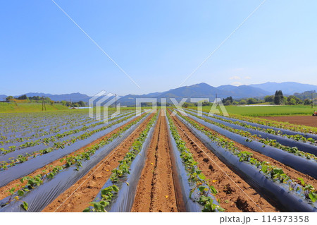 ナス畑 114373358