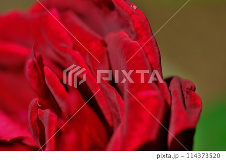 ひときわ輝く薔薇の花 ひときわ輝く薔薇の花 114373520