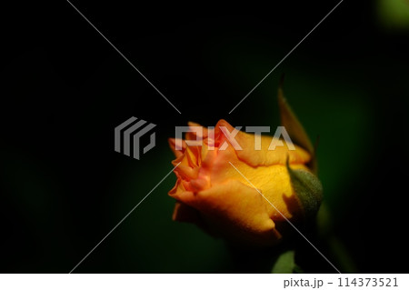 ひときわ輝く薔薇の花 ひときわ輝く薔薇の花 114373521