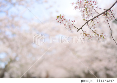 弘前城の桜　西濠添いの桜のトンネル　青森県 114373847