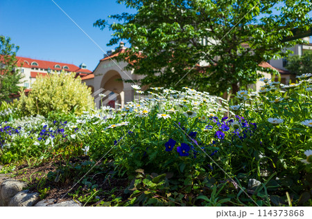 花のみち 花のみち 114373868