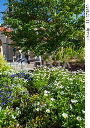 花のみち 花のみち 114373869