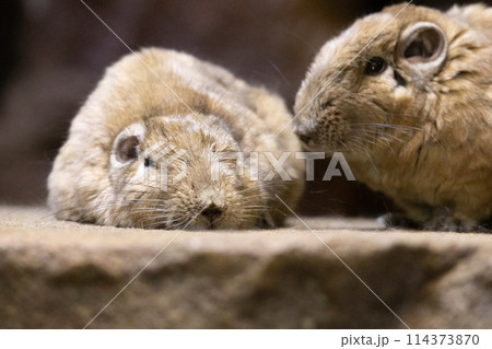 グンディ 114373870