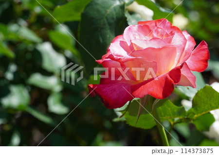 満開に咲いた王子バラ園のバラ 114373875