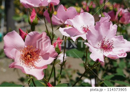 満開に咲いた王子バラ園のバラ 114373905