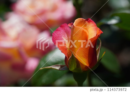 満開に咲いた王子バラ園のバラ 満開に咲いた王子バラ園のバラ 114373972