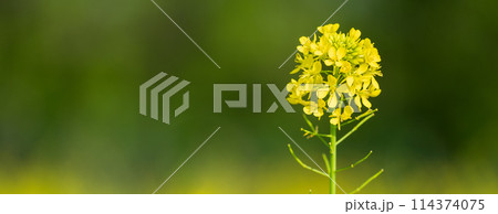 「埼玉県」芝川河川敷に咲く菜 見沼田んぼ 「埼玉県」芝川河川敷に咲く菜 見沼田んぼ 114374075