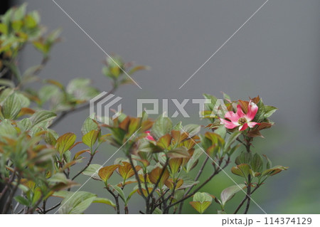 赤いハナミズキの花 赤いハナミズキの花 114374129