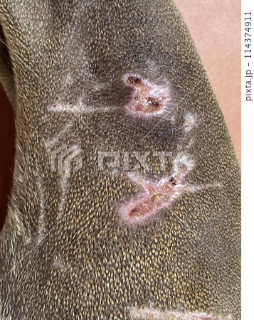 Close up of wound on skin of  brown Thai Ridgeback dog 114374911