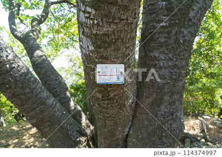 桶ノ山の山頂(三重県鳥羽市) 桶ノ山の山頂(三重県鳥羽市) 114374997