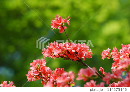 新緑の中で生き生きと開花したツツジの花 114375146