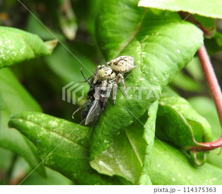 ハエを捕食する「ハエトリグモ」 114375363
