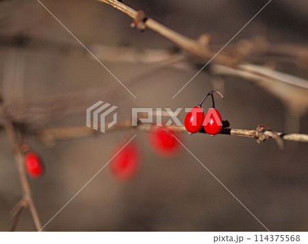 ヤブサンザシ実とコピースペース ヤブサンザシ実とコピースペース 114375568