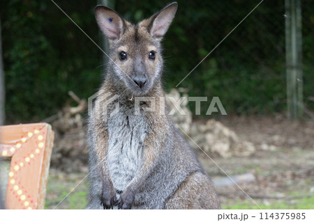 ベネットアカクビワラビー 114375985