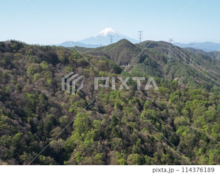 菩提樹からの富士山 114376189