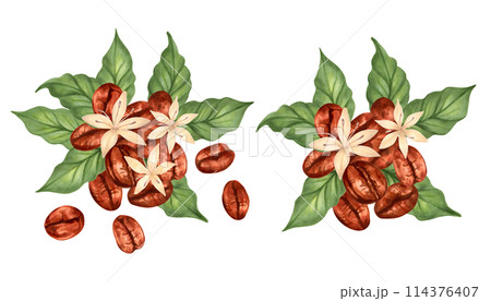 Composition of coffee beans with leaves and flowers. Coffee day. Illustration with watercolor and marker. Collection of Robusta and Arabica varieties. Hand drawn isolated art. Production, harvesting. 114376407
