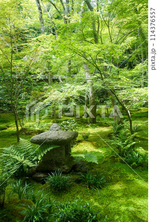 祇王寺の新緑 祇王寺の新緑 114376557