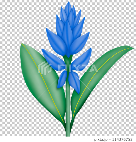 blue lily on a white background blue lily on a white background 114376752
