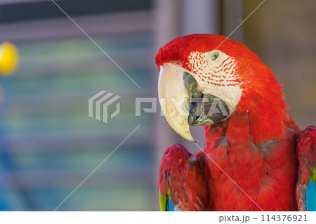 カラフルなオウム カラフルなオウム 114376921