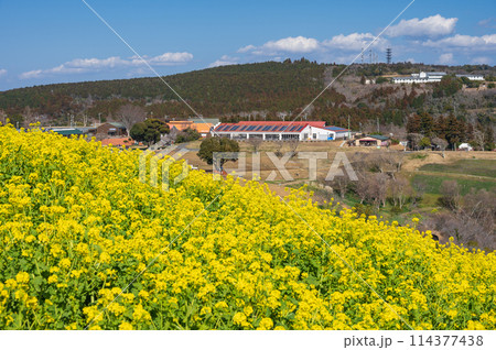 マザー牧場の菜の花畑 黄色と青のコンビ マザー牧場の菜の花畑 黄色と青のコンビ 114377438