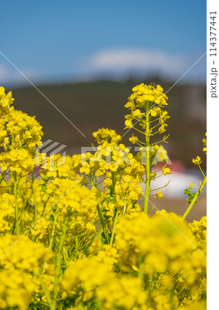 マザー牧場の菜の花畑　黄色と青のコンビ 114377441