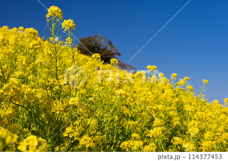 マザー牧場の菜の花畑　黄色と青のコンビ 114377453
