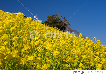 マザー牧場の菜の花畑　黄色と青のコンビ 114377454