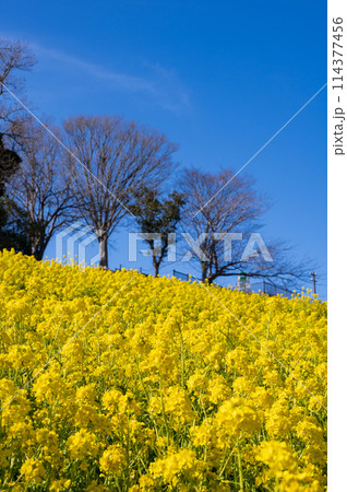 マザー牧場の菜の花畑 黄色と青のコンビ マザー牧場の菜の花畑 黄色と青のコンビ 114377456