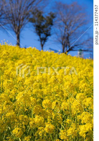 マザー牧場の菜の花畑 黄色と青のコンビ マザー牧場の菜の花畑 黄色と青のコンビ 114377457