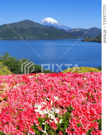 神奈川県 初夏の恩賜箱根公園の景観(ツツジと富士山) 5月 神奈川県 初夏の恩賜箱根公園の景観(ツツジと富士山) 5月 114377721