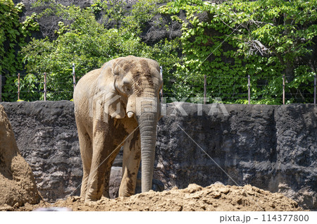 アフリカゾウ 114377800
