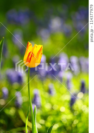 黄色いチューリップ 114377979