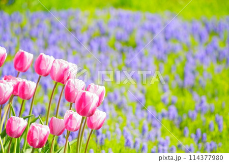 かわいいチューリップ かわいいチューリップ 114377980